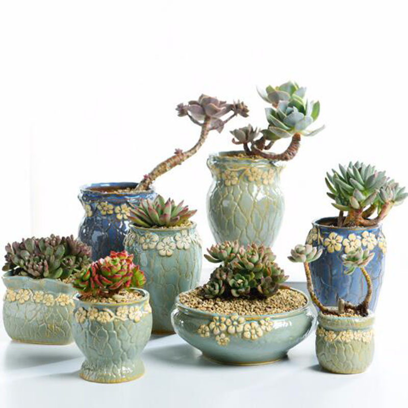 Echeveria Succulent - Piante succulente Vaso di Fiori di