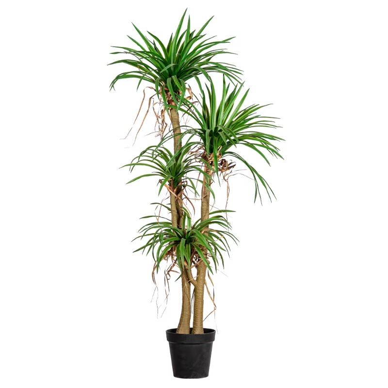 Albero domestico per interni/e - Dracaena Marginata recensione e prezzo