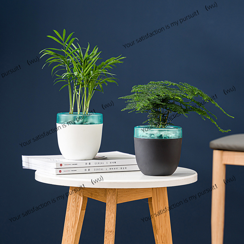 Vaso da fiori pigro con assorb - Aloe Vera Pot recensione e prezzo