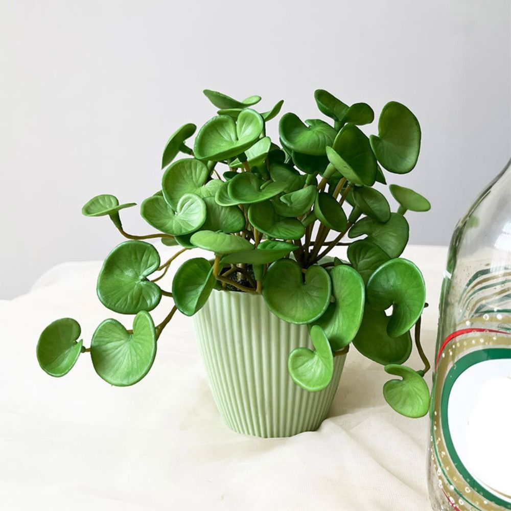 Colla morbida Pianta artificia - Echeveria Succulent recensione e prezzo