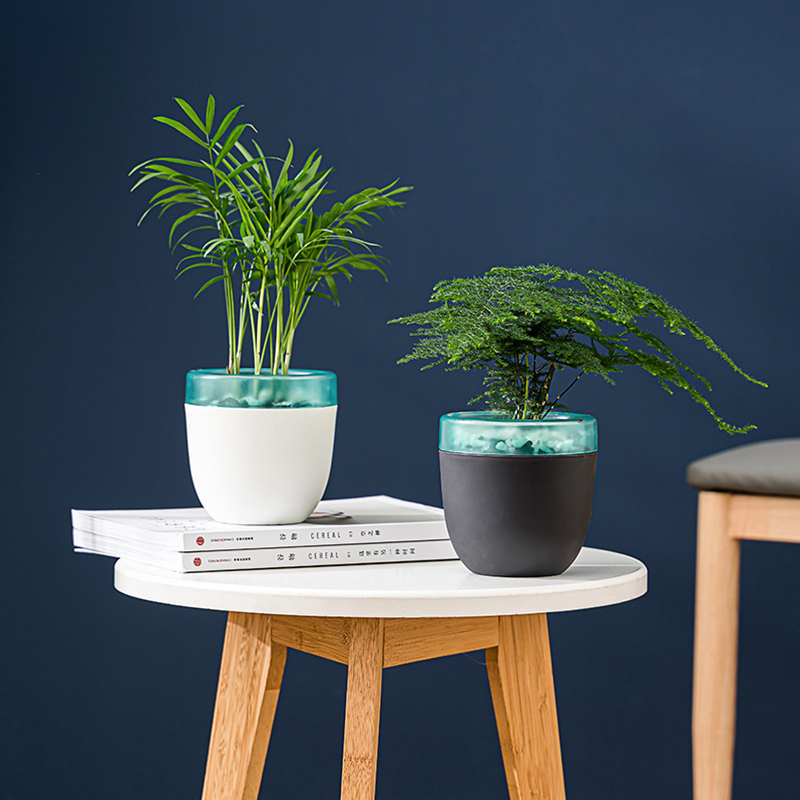 Vaso da fiori pigro con assorb - Aloe Vera Pot recensione e prezzo
