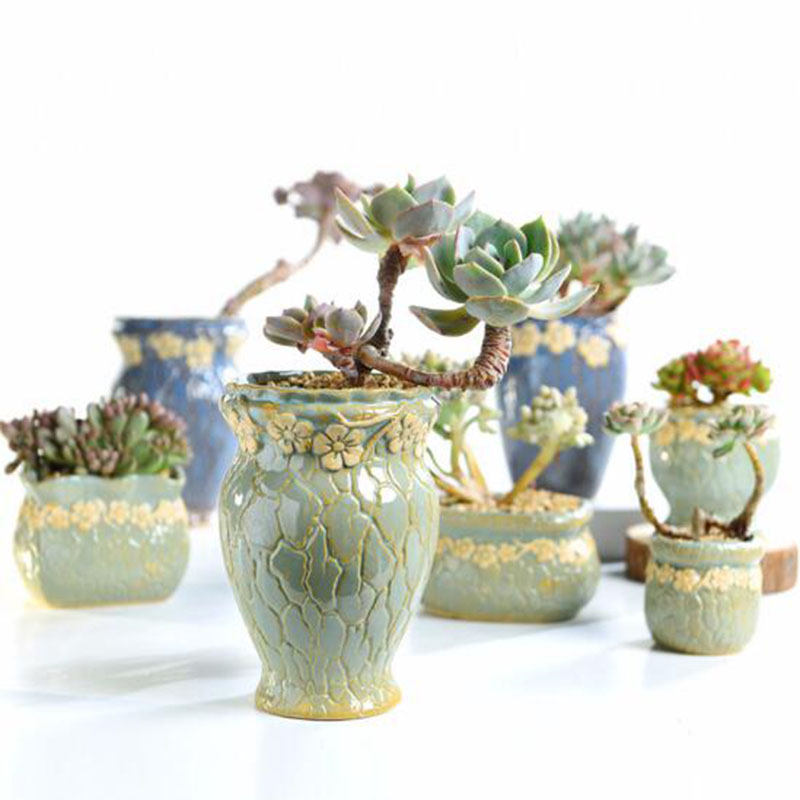 Piante succulente Vaso di Fior - Echeveria Succulent recensione e prezzo