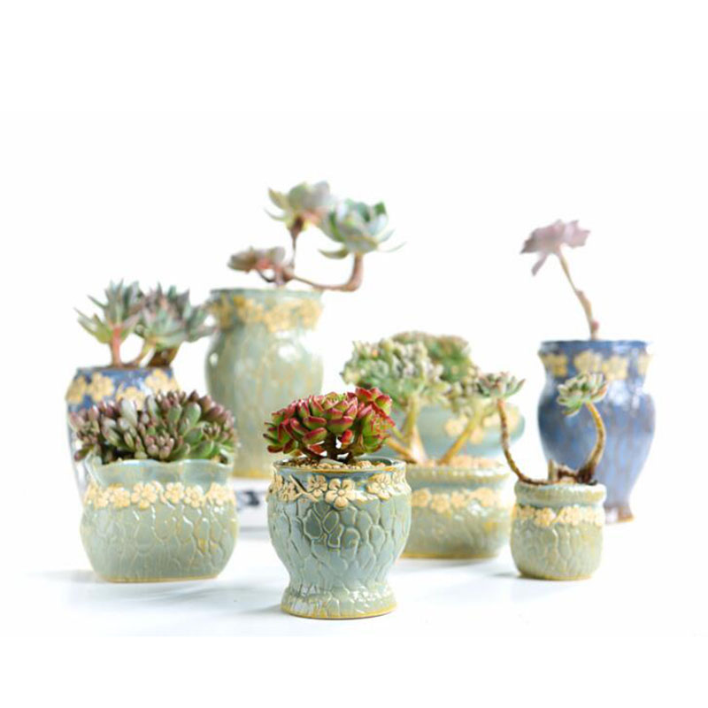 Piante succulente Vaso di Fior - Echeveria Succulent recensione e prezzo