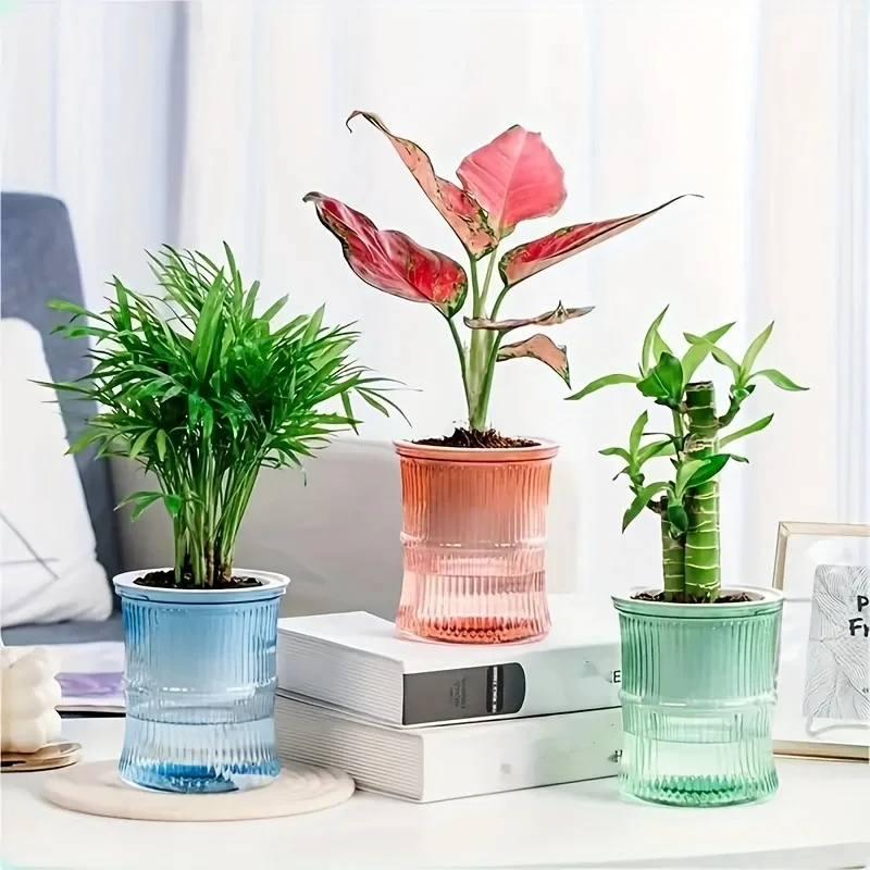 Vaso per Piante Trasparente a  - Aloe Vera Pot recensione e prezzo