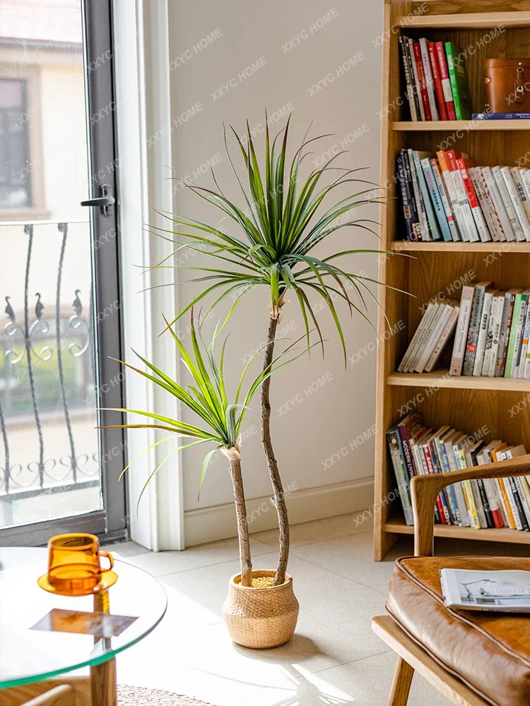 Simulazione di lusso leggera P - Dracaena Marginata recensione e prezzo
