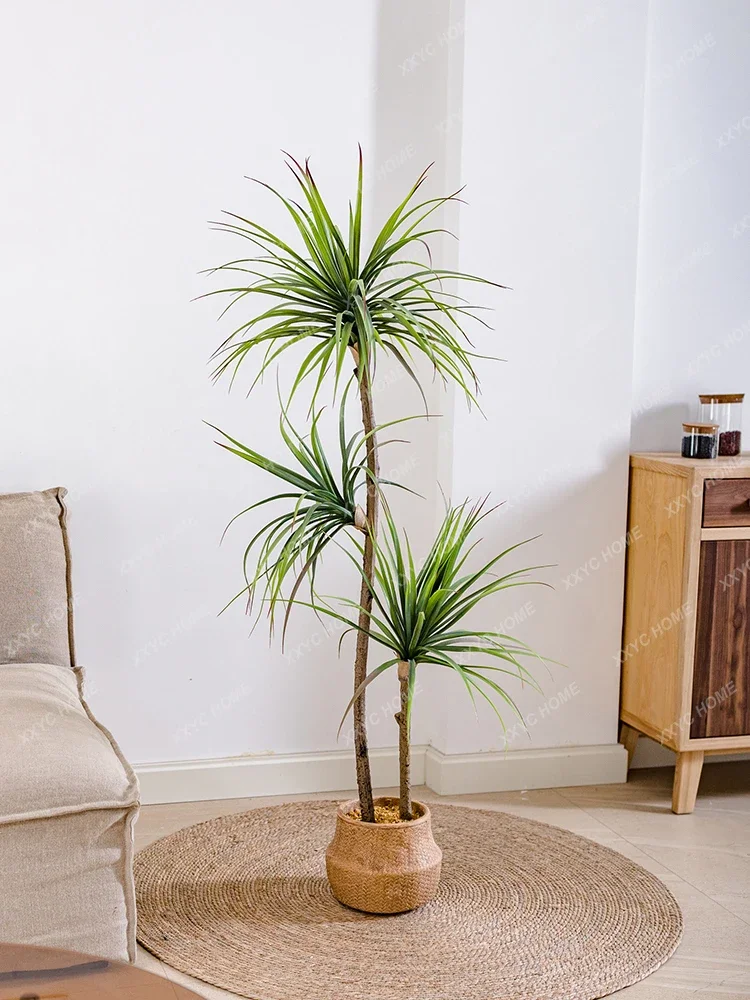 Simulazione di lusso leggera P - Dracaena Marginata recensione e prezzo