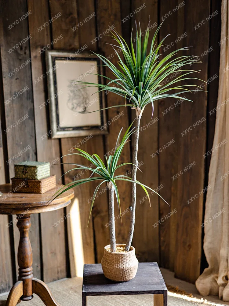 Simulazione di lusso leggera P - Dracaena Marginata recensione e prezzo