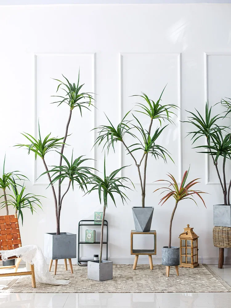 Pianta di simulazione Dracaena - Dracaena Marginata recensione e prezzo