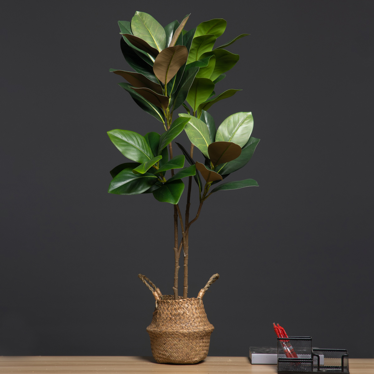 105 cm 2 forchette grandi pian - Dracaena Marginata recensione e prezzo