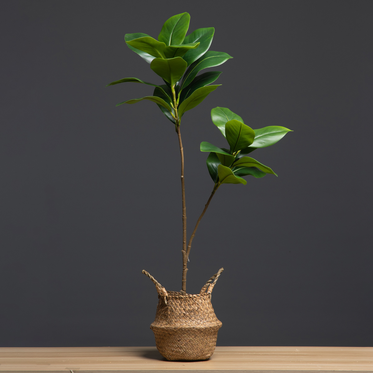 105 cm 2 forchette grandi pian - Dracaena Marginata recensione e prezzo