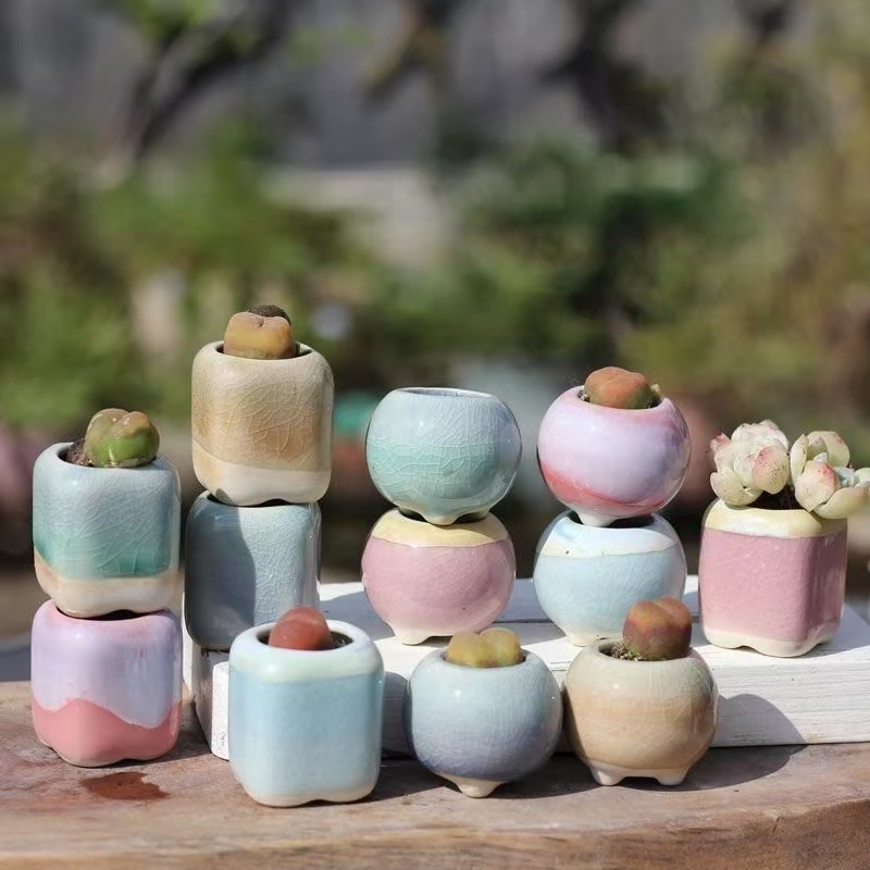 6 pezzi mini vaso da fiori pia - Echeveria Succulent recensione e prezzo