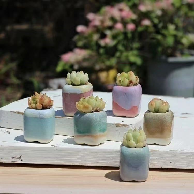 6 pezzi mini vaso da fiori pia - Echeveria Succulent recensione e prezzo